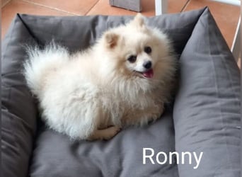 Ronny sucht versierte/n Trainingspartner/in