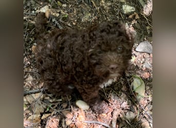 Lagotto - ein Herz aus Locken und Liebe