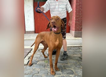 Carlos, geboren 08.01.2021, 69cm sucht aktives Zuhause