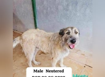 Monty – sanftmütiger, weiser, großer Bub sucht seine Menschen