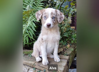 Goldencollie Aussiedor Welpen/ Familien- Anfänger Hunde dürfen ausziehen