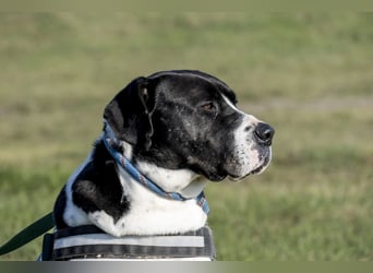 Mozes-SI– Spezieller Hund sucht spezielle Menschen!