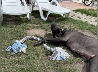 Deutsche Dogge Welpen