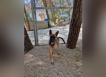 Malinois Mädchen LILO (Juni 2024) sucht eine Familie!