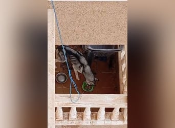 Eve, ein Leben auf dem Balkon ;-(   , fast  2 Jahre lang