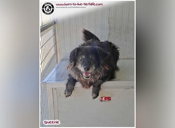 Freundliche QUEENIE sucht ein liebes Zuhause