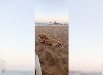 Cockerspaniel Hündin Mella ist der perfekte Familienhund