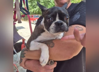 Diva - RESERVIERT -bietet Charme und Charakter, sucht aktives Zuhause mit Herz und Hundverstand