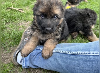 Deutsche Schäferhunde Langstockhaar
