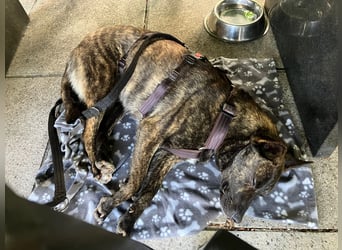 liebe Alice in 8048 Zürich sucht ihr Zuhause für Immer