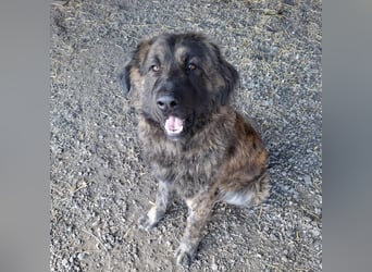 Bronko auf der suche nach seinem Glück