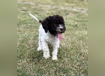 Lagotto Romagnolo – Hochwertige Welpen aus der registrierten Zuchtstätte King of the Truffles