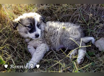 Ivy und Bonnie und Clyde suchen ein Zuhause