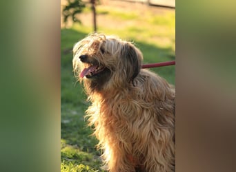 Berit-Bagatel PP – zarte Hundedame sucht ruhiges Zuhause fürs Herz