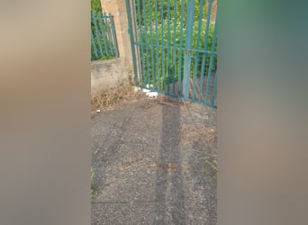 Rocky – und jetzt in die Familienhundeschule starten…….