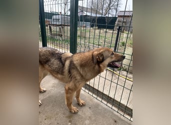 SINA, Hündin, 7 Jahre, 53 cm, Mischling, Tierschutz