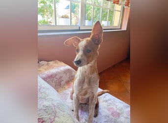 ❤️ CUCA ❤️