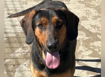 Levi ❤️ Bracke-Mix, verspielt+ aufgeschlossen