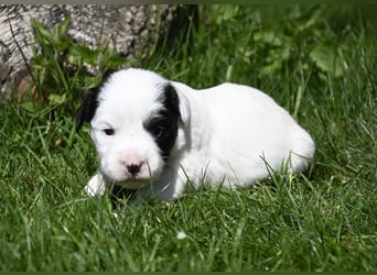 traumhaft hübscher Tibet Terrier Welpen aus erfahrender Zucht  sind geboren dürfen im Juni ausziehen