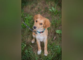 Welpe Chip-Nr. 237089 - wenn ich groß bin möchte ich ein richtiger Familienhund sein!