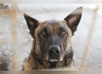Leon: Malinois-Fans aufgepasst!