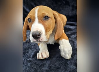 Vincent, einer von 5 süssen Welpen die auf der Strasse geboren wurden