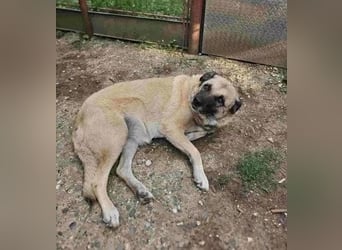 Jessica - ruhige, freundliche Kangal-Mix-Hündin / z.Zt. noch in Rumänien