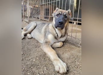 LOTTIE❤️HSH-Mix-Hündin: eine wahre Frohnatur und treue Begleiterin