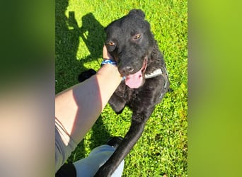 LIO sucht ein Zuhause oder Pflegestelle