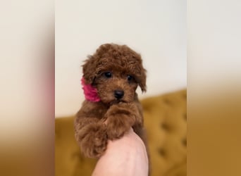 Kleine Toy Pudel rot braun (asiatische Linie)