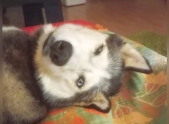 Husky Maya H möchte eine neue Familie finden