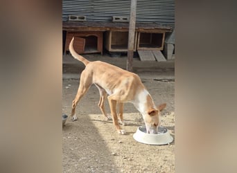 Tina, sucht ihr Zuhause