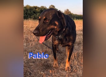 Pablo, 11/19 - ausgeglichener, lieber Rotti-Mix sucht erfahrene Familie