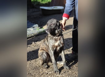 Jackpot - ein majestätischer Doggen-Mix sucht sein Königreich