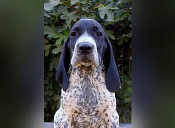 Braque d'Auvergne (Auvergne Vorstehhund) Welpe