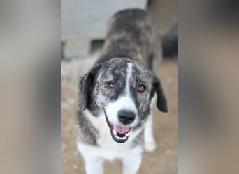 Rafaeli, geb. ca. 03/2021, lebt in GRIECHENLAND, im städt. Tierheim Serres