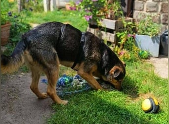 Beny, Schäferhund Mischling