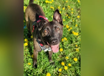 Ziganka sucht lievolles zu hause