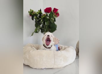 Zauberhafte koreanische Malteserwelpen