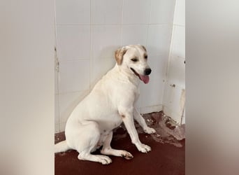 Bella Mischlingshündin ca. 2,7 Jahre alt in Griechenland