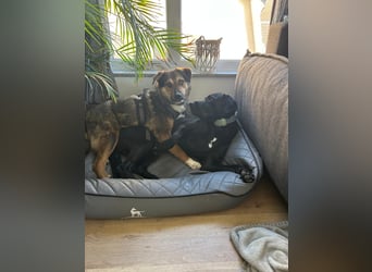 hübscher Ibun sucht verständnisvolles Zuhause