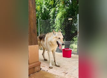 LOBO-Zuhause für besonderen, außergewöhnlichen, faszinierenden Hundebub wartet auf „seine Menschen“.