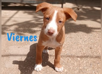 Viernes 01/2025 (ESP) - sozialer und verspielter Podenco Bub!