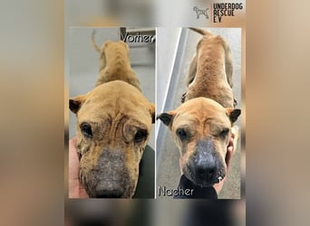 Süße Shar-Pei Dame auf der Suche nach ihrem Für-Immer-Zuhause