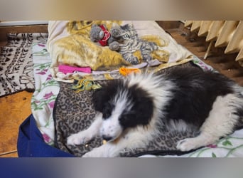 Kleine Lola sucht ein Zuhause