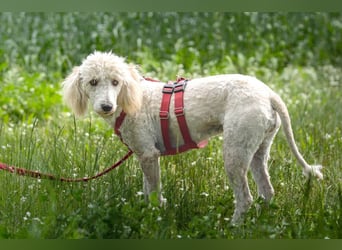 Kefir - schüchterne junge Hündin - Tierhilfe Franken e.V.