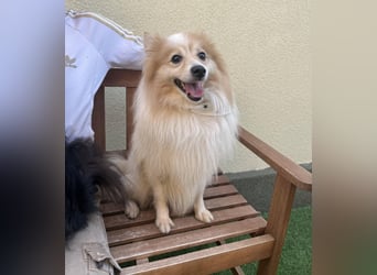 Leo SR – kleiner Sonnenschein sucht ein liebevolles Zuhause!