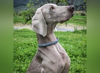 WOOD-silbernes Fell, klare Augen, aufmerksame Haltung