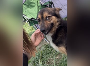 Hailey - neugierig und lernwillig