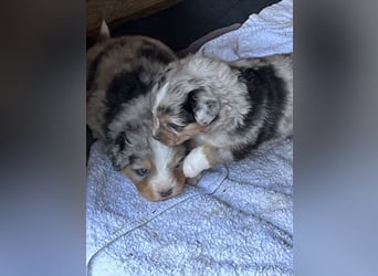 BernerSenne/ Australian Shepard